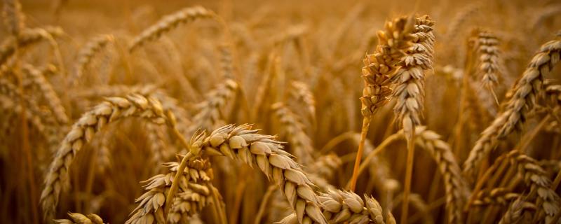 新麦9389小麦品种的特性，每亩适宜基本苗18～22万