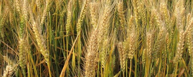 安麦12小麦种子特点，适宜播种期10月上中旬