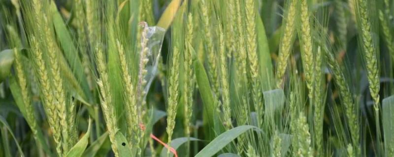 尚农8小麦种子特征特性，半冬性品种