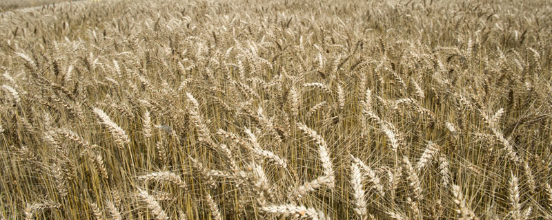 周育18小麦种子介绍，半冬性品种