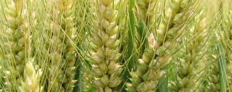 囤麦296小麦品种简介，适宜播种期10月上中旬