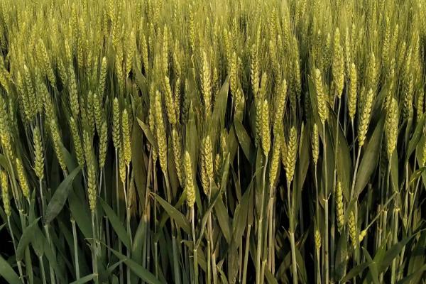 许农17小麦种子介绍，半冬性品种