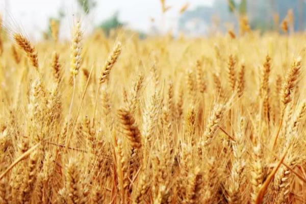 河平9号小麦种子特征特性，每亩适宜基本苗15～18万
