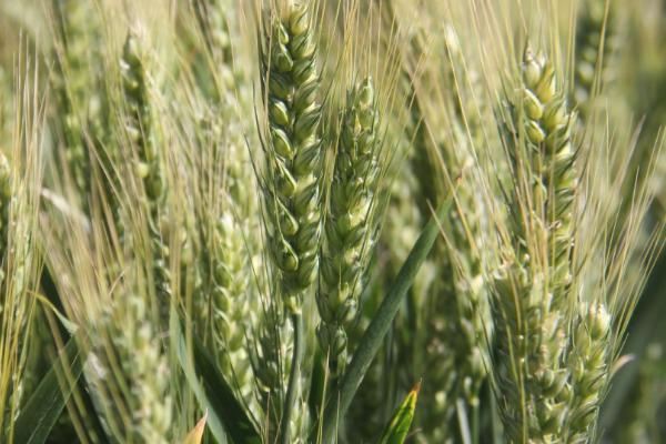 河平9号小麦种子特征特性，每亩适宜基本苗15～18万