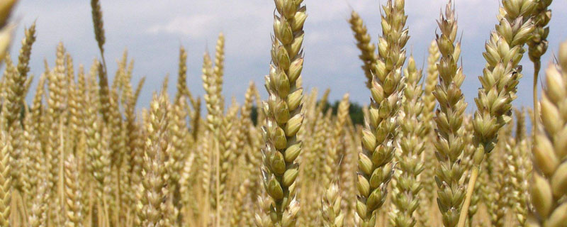 许农17小麦种子介绍，半冬性品种