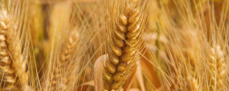轮选125小麦种子特征特性，适宜播种期10月上中旬