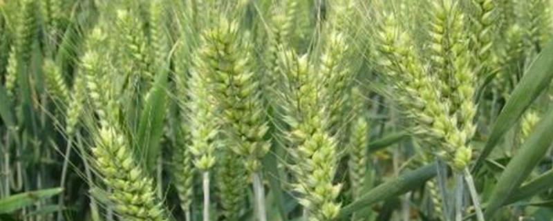 郑麦824小麦种子简介，适宜播种期10月中下旬