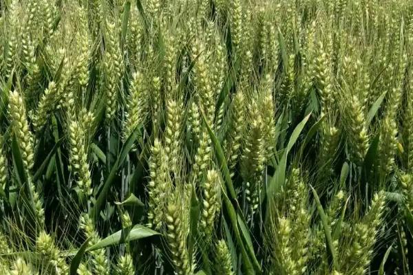福穗3号小麦种子特征特性，半冬性品种
