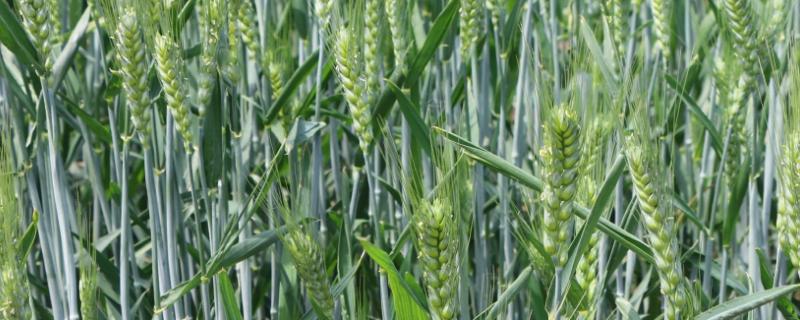 宛麦362小麦品种的特性，弱春性品种