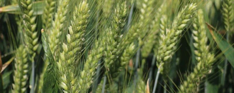 福穗3号小麦种子特征特性，半冬性品种