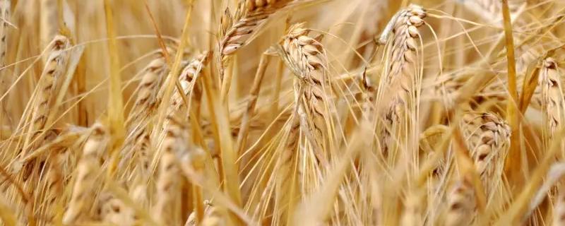 漯麦76小麦种子简介，适宜播种期10月中下旬