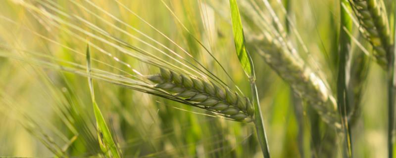 扶麦368小麦种子简介，半冬性品种
