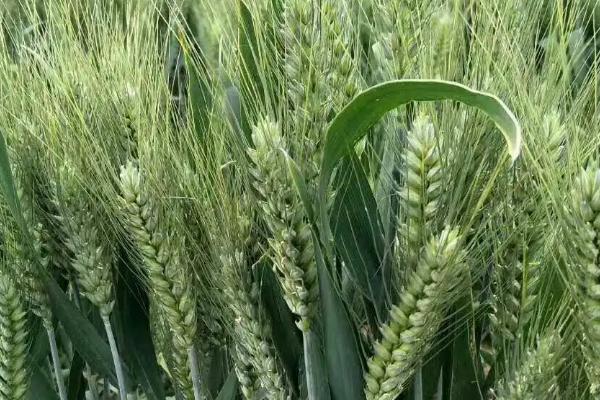 温裕709小麦品种的特性，每亩适宜基本苗12～16万