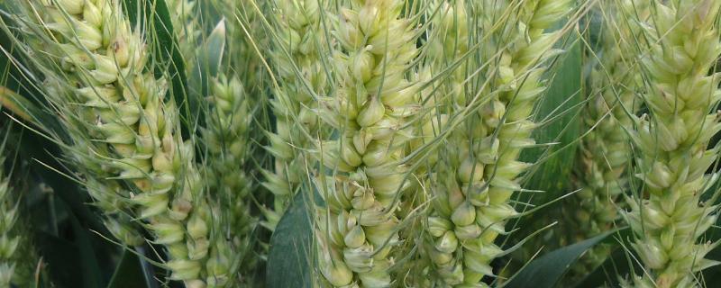 祥麦66小麦种子简介，弱春性品种