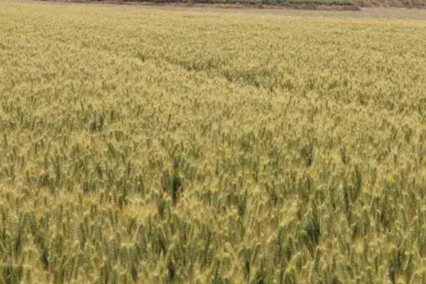 温裕709小麦品种的特性，每亩适宜基本苗12～16万