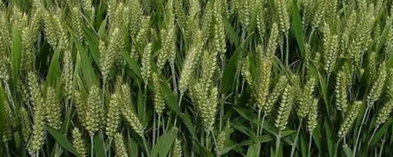 盛科188小麦品种简介，每亩适宜基本苗16～18万