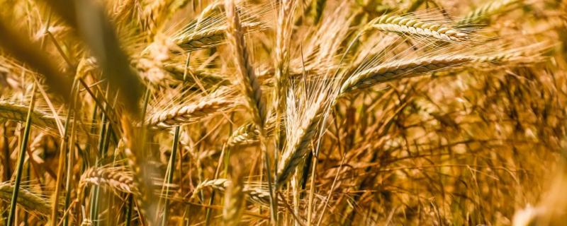 百麦5811小麦种简介，半冬性品种