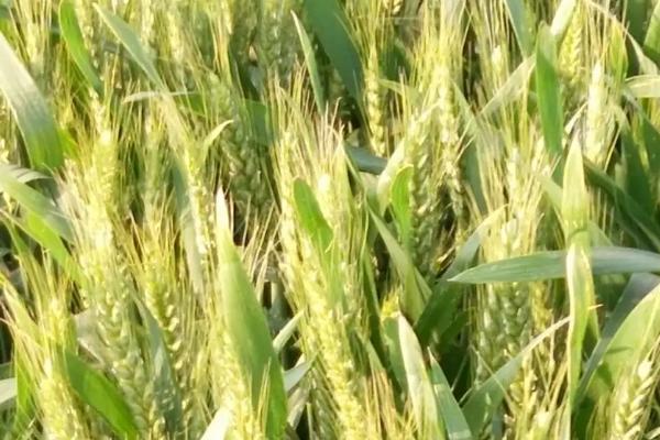 太学278小麦品种的特性，适宜播种期10月上中旬