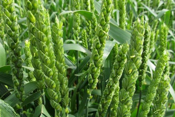 百麦5811小麦种简介，半冬性品种
