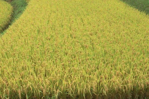 川康优6308水稻品种的特性，全生育期141天