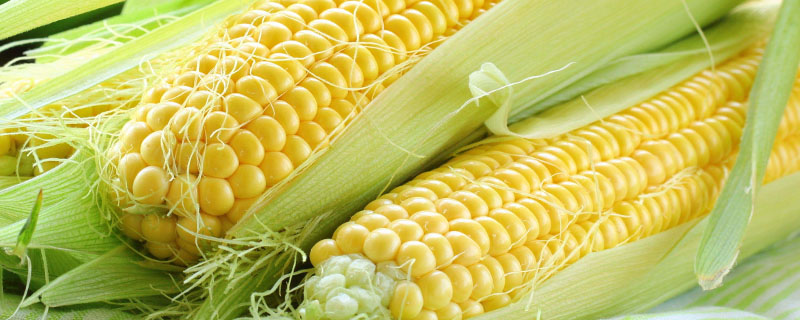 腾龙7006玉米种子特点，3月下旬至4月初播种