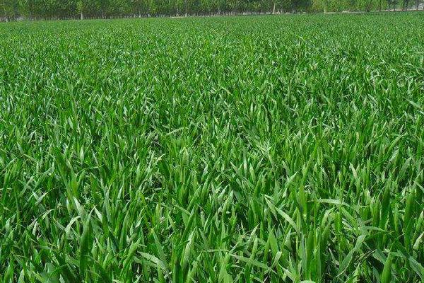 襄麦85小麦品种的特性，生育期194.9天