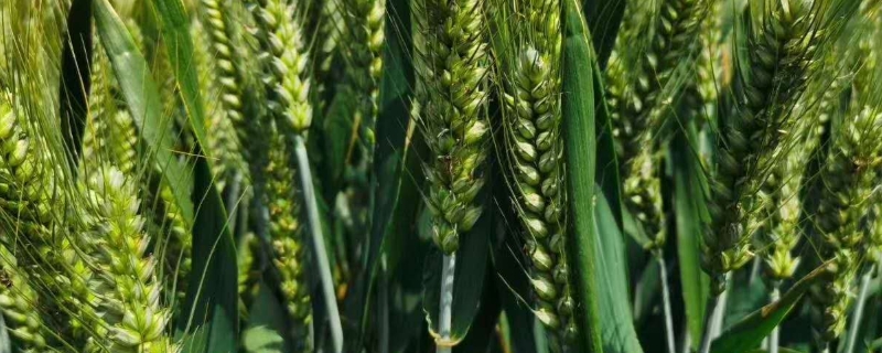 西农585小麦种子介绍，生育期198.2天