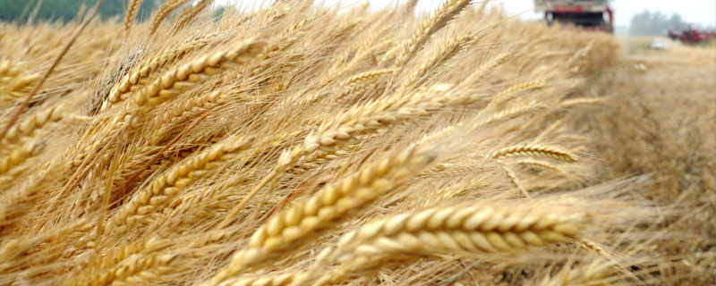 襄麦85小麦品种的特性，生育期194.9天