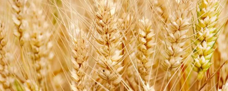襄麦78小麦种简介，生育期190.3天