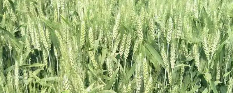 泛麦8号小麦品种简介，小穗着生密度中到密