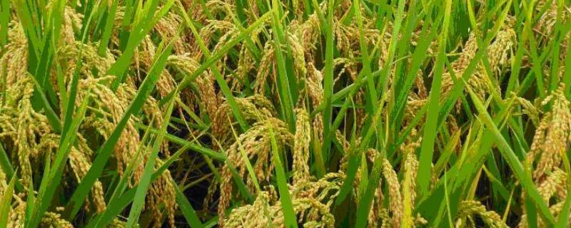 琴02S水稻种子特点，在海南冬繁11月中下旬播种