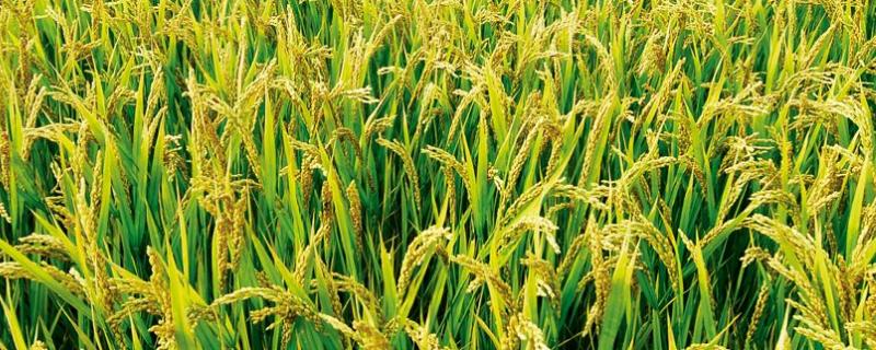 95优1号水稻种子介绍，播种前宜用咪鲜胺浸种