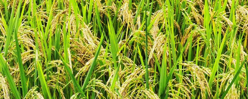 荆粳209水稻种子特征特性，播种前宜用咪鲜胺浸种