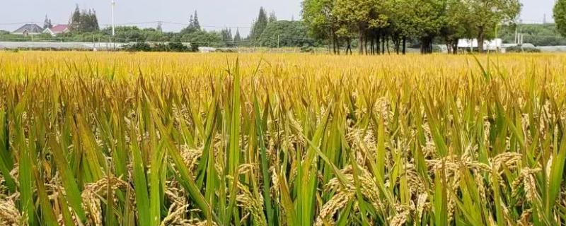 广两优1369水稻种子特点，综合防治病虫害