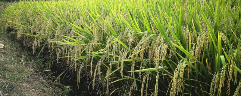 楚两优737水稻种子简介，4月上旬至5月上旬播种