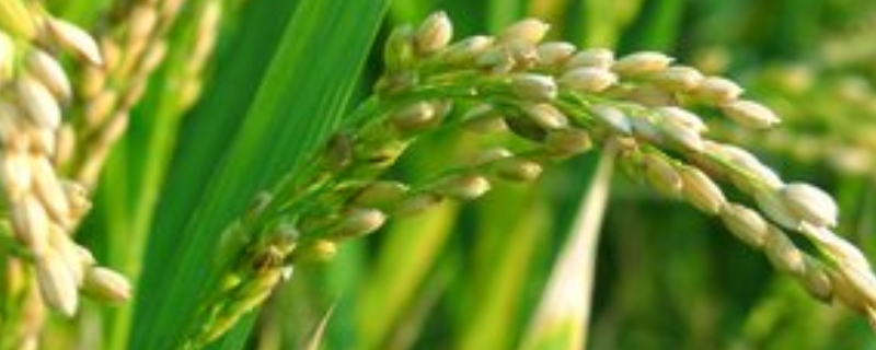 C两优361水稻种子简介，播种前宜用咪鲜胺浸种