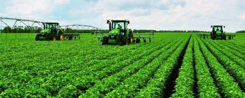湘春黑豆33大豆品种的特性，每亩种植1.67万株