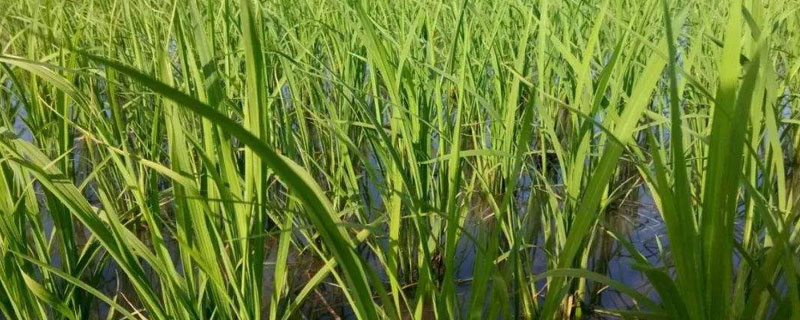晶沅优蒂占水稻品种简介，5月中下旬播种