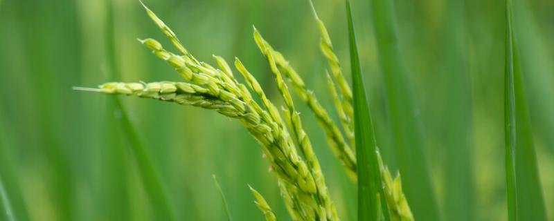 桔两优京贵占水稻品种简介，5月中下旬播种