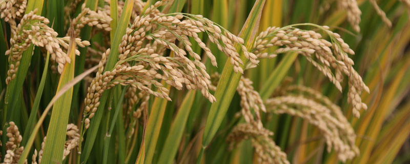 中两优19水稻种简介，5月中下旬播种