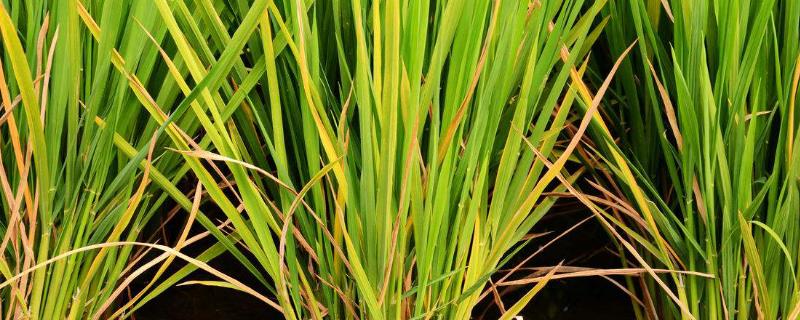 旷两优3430水稻种子简介，籼型两系杂交中稻迟熟品种
