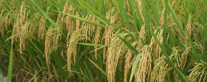 亘两优6176水稻种简介，4月中下旬播种
