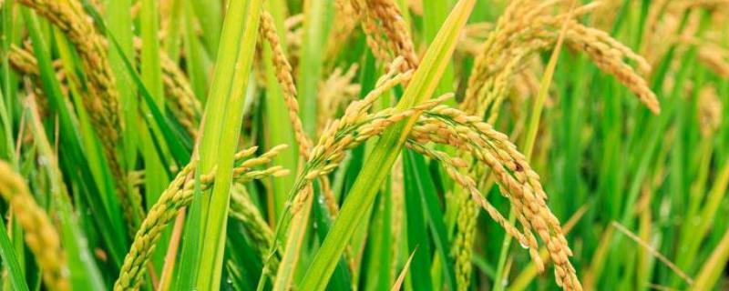 创两优2815水稻品种简介，5月中下旬播种