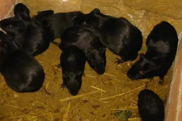 黑豚有哪些养殖优势，需求量大、肉质鲜美、养殖成本低