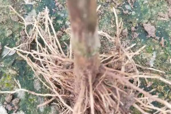 什么是土传病害，生活在土壤中危害作物根茎部的一种病害