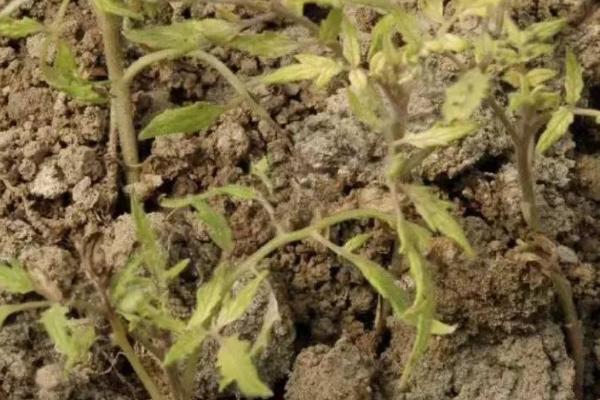 什么是土传病害，生活在土壤中危害作物根茎部的一种病害