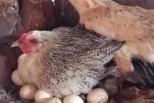 母鸡不孵蛋是怎么回事，说明母鸡还没有产生抱窝性