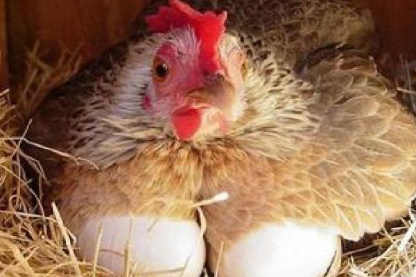 母鸡不孵蛋是怎么回事，说明母鸡还没有产生抱窝性