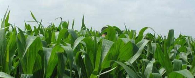 桂单0819玉米品种的特性，土壤肥力低