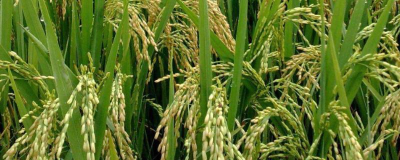 华浙优223水稻品种简介，每亩秧田播种量6-8千克